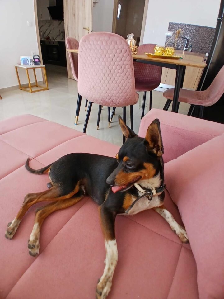 Χάθηκε σκυλάκι-Βοηθήστε να βρεθεί!