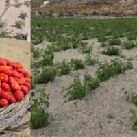 Tomato