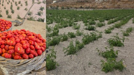 Tomato